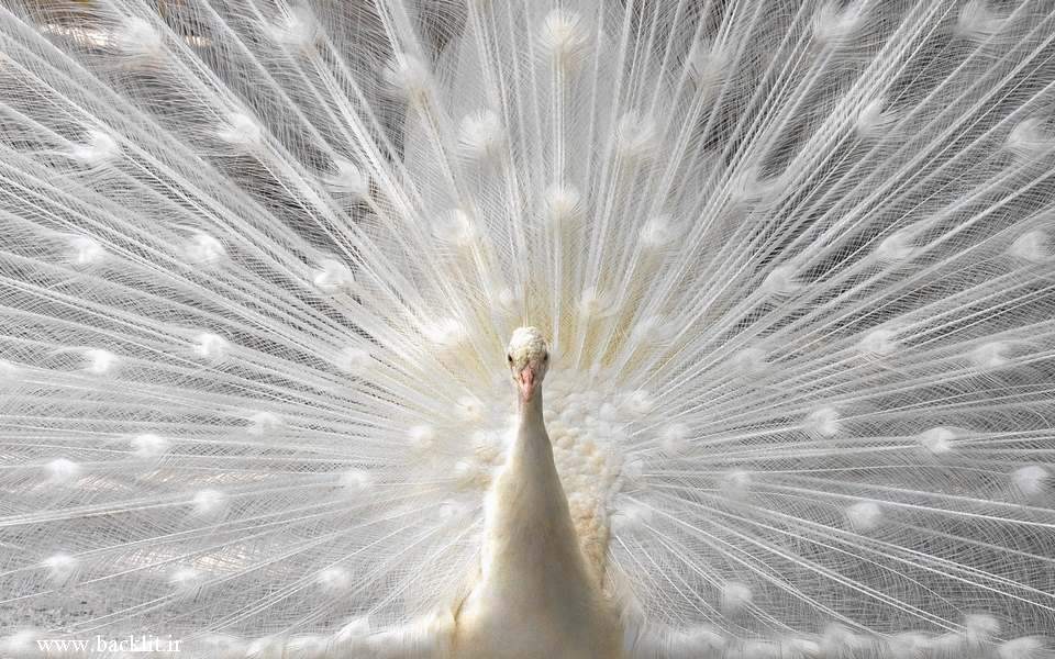 7992